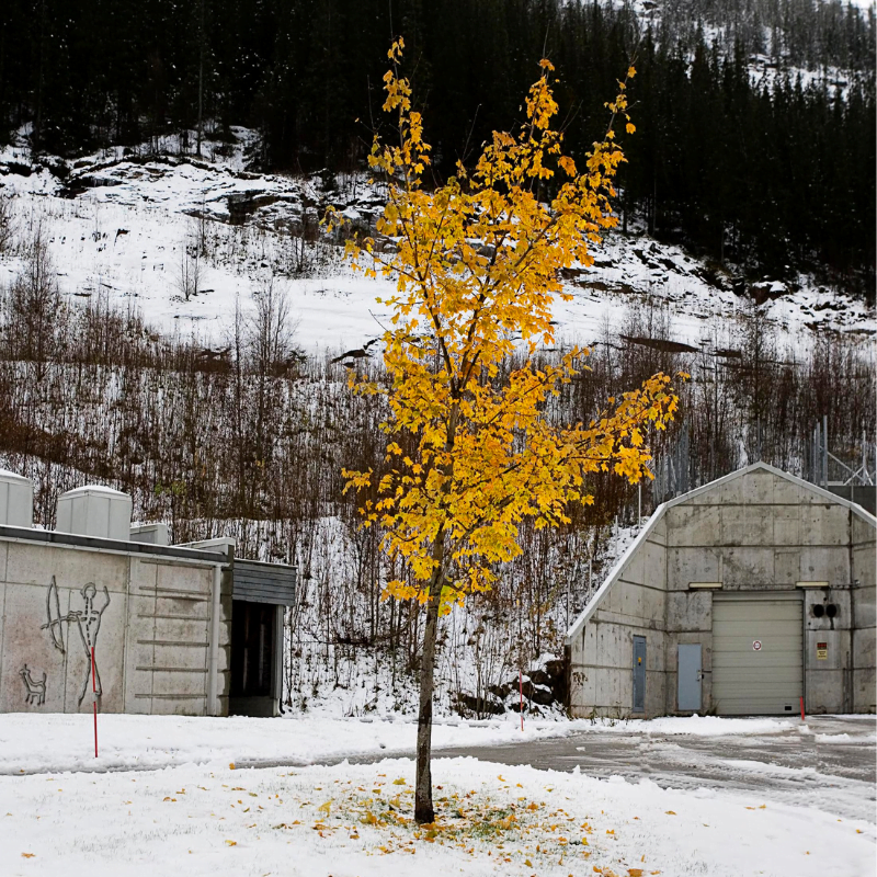 tre i høstfarger foran depotlagerets inngang i fjellet. foto.